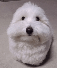 a white dog with a black nose is sitting on a carpet