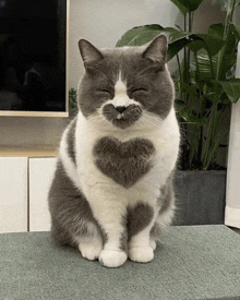 Heart Cute Cat GIF - Heart Cute Cat Love GIFs
