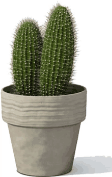 transparent cactus
