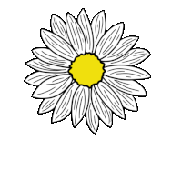 Flowers Aster Sticker - Flowers Aster Bright Stickers
