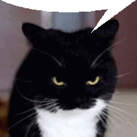 Angry Meme Cat - Rarible