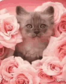 kitty pretty eyes roses pink cat