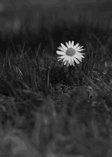 Flower Daisy GIF - Flower Daisy GIFs