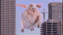 Flying Pig GIF - Flying Pig GIFs