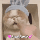 a cat wearing a blue bunny hat with the words royal family written on it