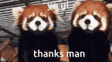 Good Luck Homies GIF - Good Luck Homies Red Pandas GIFs