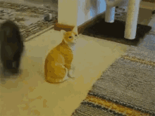 Cat Ignored GIF - Cat Ignored Not Interested GIFs