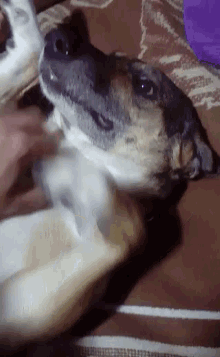 Dog Tickle GIF - Dog Tickle Play Time GIFs
