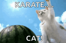 funny animals cat watermelon slice karate cat