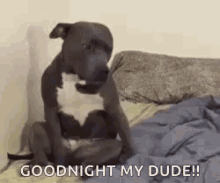 Goodnight Dog GIF - Goodnight Dog Sleepy GIFs