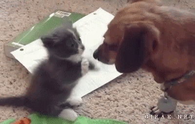 Cat Dog GIF - Cat Dog Cute - Discover & Share GIFs