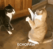 Echopaw Snapperpaw GIF - Echopaw Snapperpaw Echo GIFs