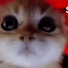 Cat Angry GIF - Cat Angry Kitty GIFs