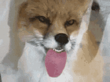 Fox GIF - Jerk What Does The Fox Say Tongue GIFs