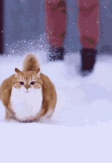 Cat Snow GIF - Cat Snow Running GIFs