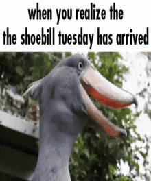 Shoebill Tuesday GIF - Shoebill Tuesday Has Arrived GIFs