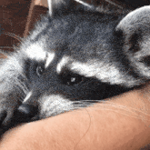Happy Raccoon Raccoon Biting GIF - Happy Raccoon Raccoon Raccoon Biting GIFs