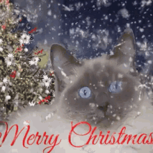 Merry Christmas Cat GIF - Merry Christmas Cat Snow GIFs