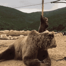 Bearly Bear Dancing GIF - Bearly Bear Dancing Dancing GIFs
