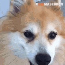 Dogs Hearts GIF - Dogs Hearts GIFs