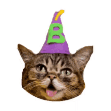 Cat Laughing GIF - Cat Laughing Party GIFs