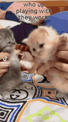Cat Kitten GIF - Cat Kitten Worn GIFs