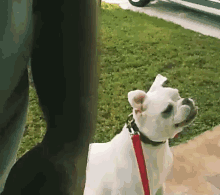 a white dog wearing a red leash is standing next to a person 's arm .