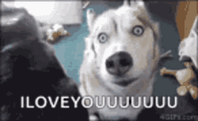 I Love You Dog GIF - I Love You Dog Howl GIFs