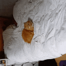 an orange cat laying under a white blanket