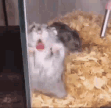 lick licking cute hamster glass