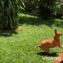 Doing A Flip Dog GIF - Doing A Flip Dog Viralhog GIFs