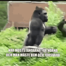 gorilla walking