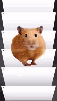 a picture of a hamster is displayed on a row of white folders