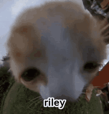 Rilet Riley GIF