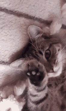 a close up of a cat 's face with a white paw