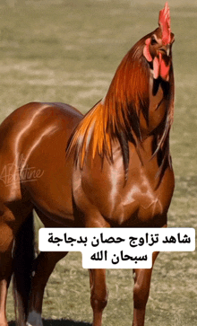 a brown horse that looks like a rooster