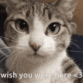 a close up of a cat 's face with the words wish you were here < 3 on the bottom .