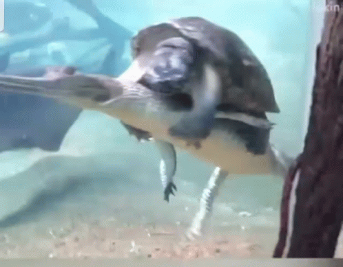 Carrying Someone Funny Animals GIF - Carrying Someone Funny Animals Turtle  - Discover & Share GIFs