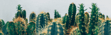 a bunch of cactus plants growing in a field