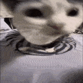 a close up of a cat 's face with a striped shirt on