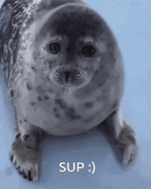 a seal is laying on its back on a blue surface with the word sup written next to it .