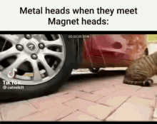 Metalhead Magnet GIF - Metalhead Magnet Cat GIFs