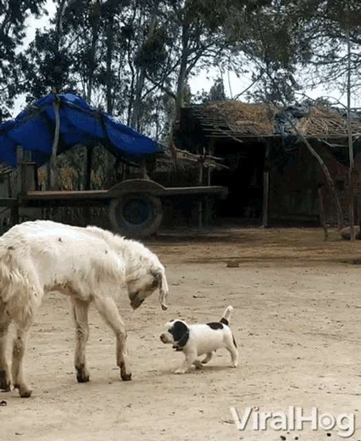 Headbutt Viralhog GIF - Headbutt Viralhog Move GIFs