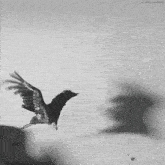 a black and white photo of a bird flying with the words ik this a vulture below it