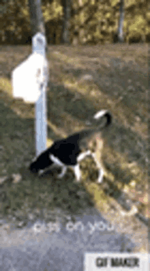 Funny Dogs Piss On You GIF - Funny Dogs Piss On You Small Dogs GIFs