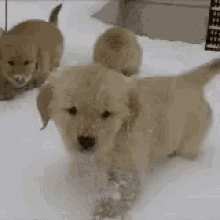 Puppy Snow GIF - Puppy Snow GIFs