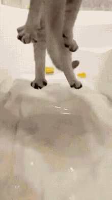 Cat Bath GIF - Cat Bath GIFs