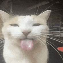 a close up of a cat sticking out its tongue .