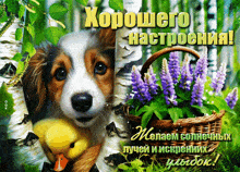цветы собака GIF - цветы собака GIFs