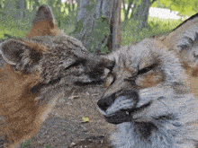 a couple of foxes looking at each other in the woods